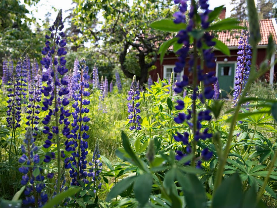 Fotograf: Hans Carlén
Bildbyrå: Johnér Lupiner i grönskande trädgård vid en sommarstuga.
