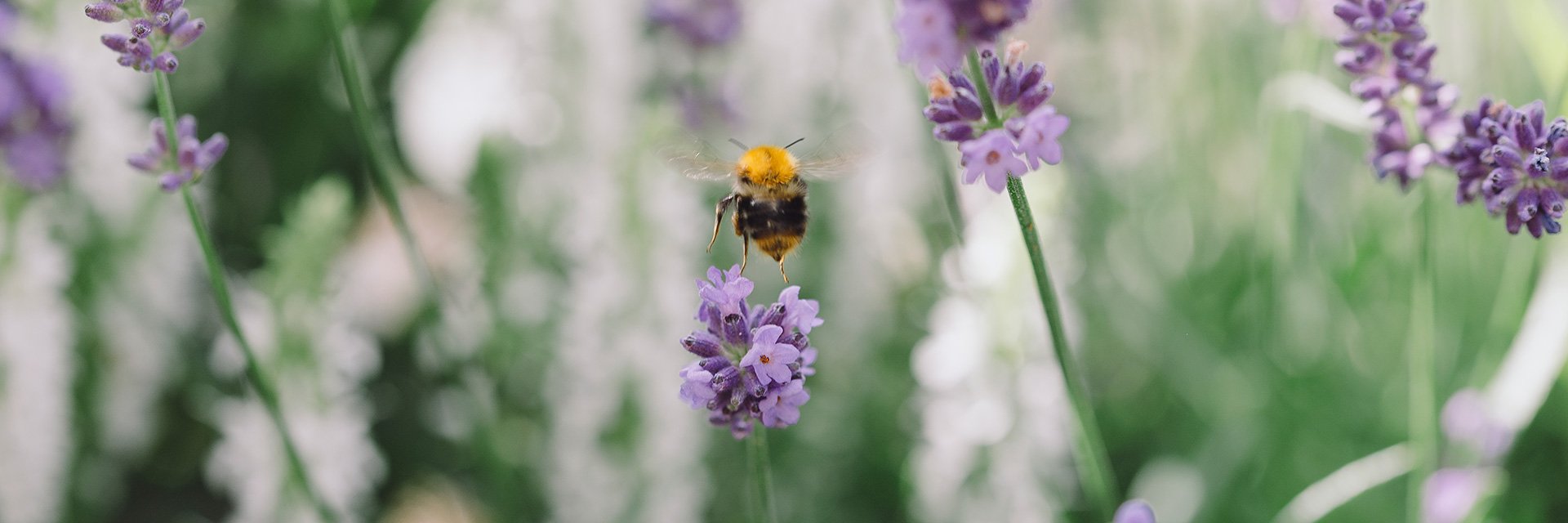 Fotograf: Rania Rönntoft
Bildbyrå: Johnér Humla och lavendel