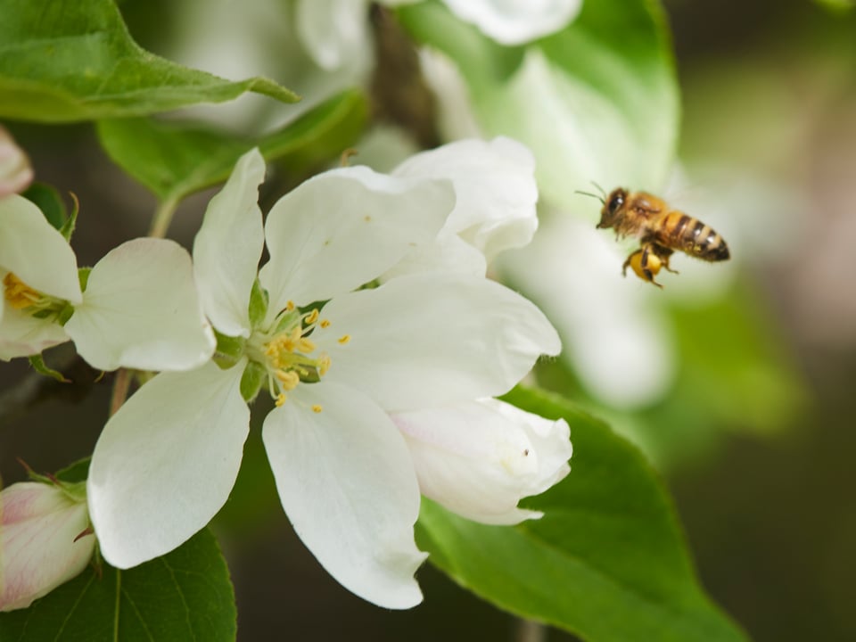 Fotograf: Plattform
Bildbyrå: Johnér Vita blommor och ett bi.
