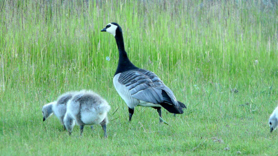 Fotograf: Eleonor Glad
Bildbyrå: Naturvårdsverket Vitkindad gås, Branta leucopsis, med ungar, Västra Stendörren, Södermanlands län.