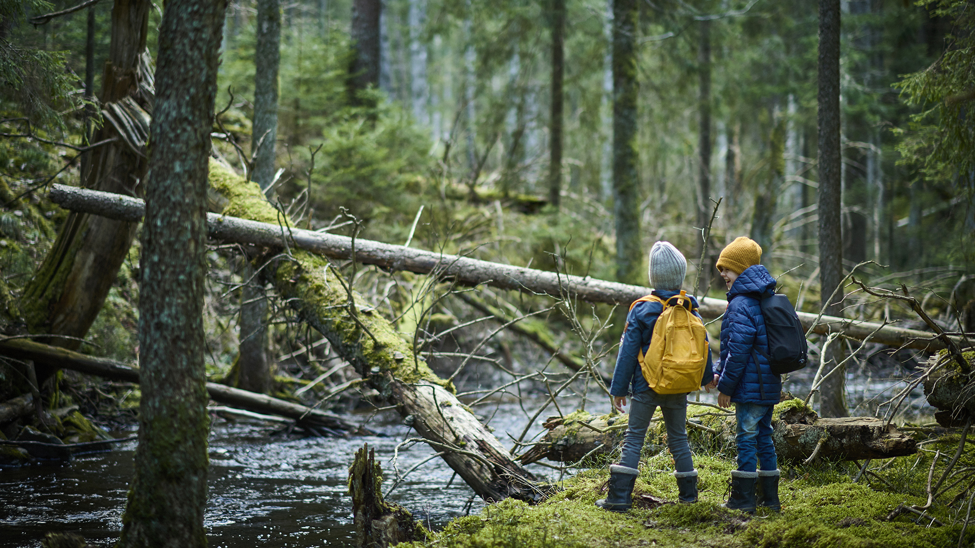 Pojkar på äventyr i skog med fallna träd och bäck. Risvedens naturreservat, Västergötland.
