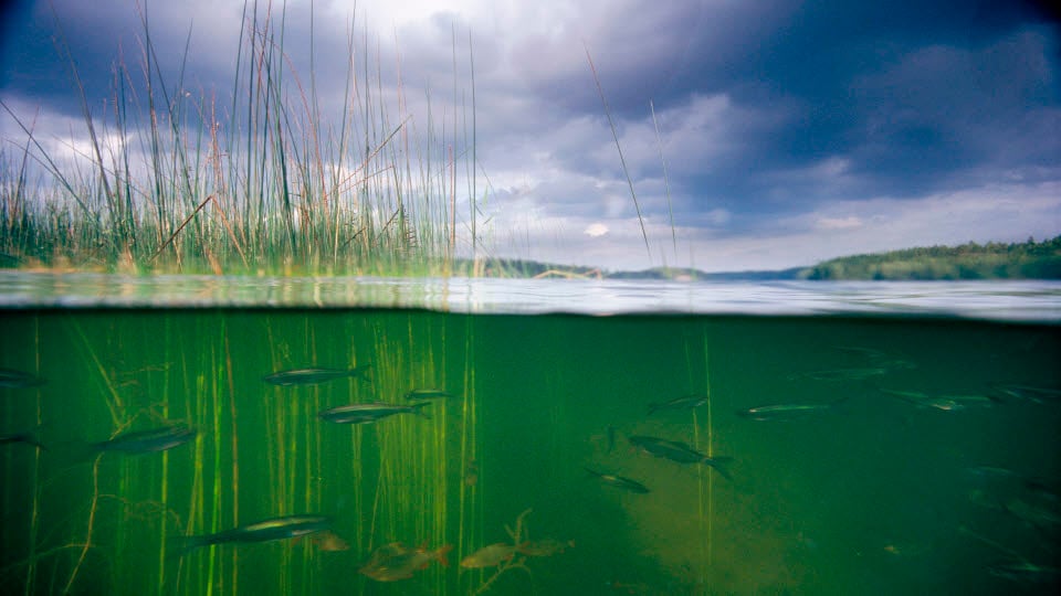 Undervattensbild med fiskar och vass. Magsj&ouml;n, S&ouml;dermanland, Sverige
