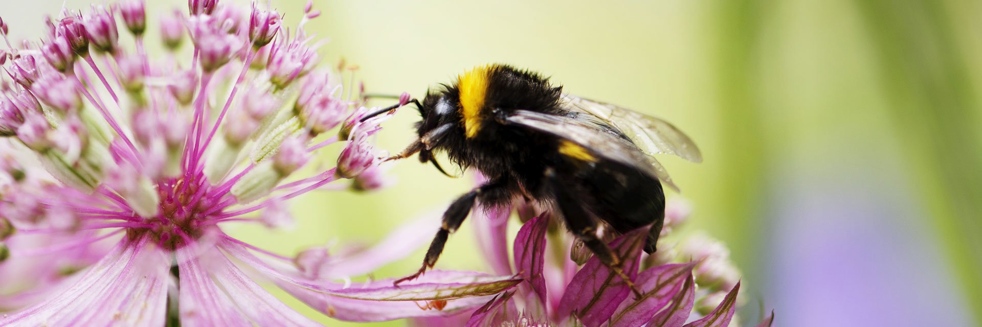 A bumblebee sits on a pink flower.