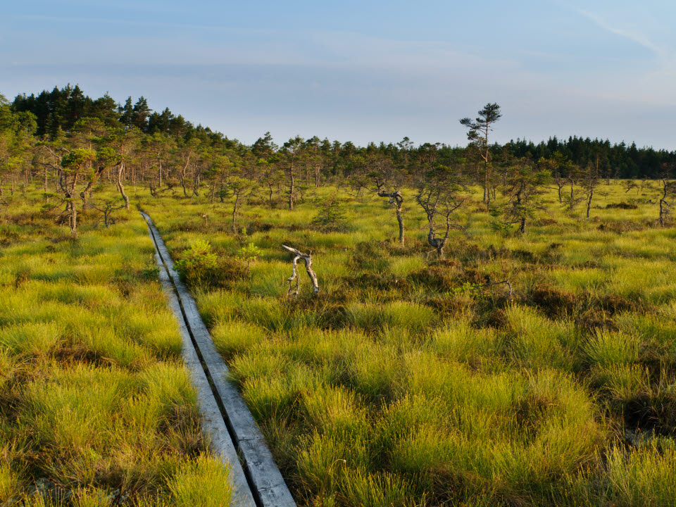 Vandringsled i Store Mosse nationalpark.