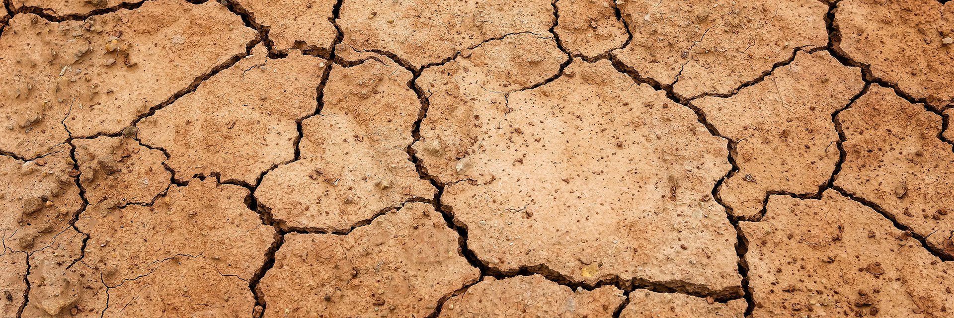 Dried earth with cracks.