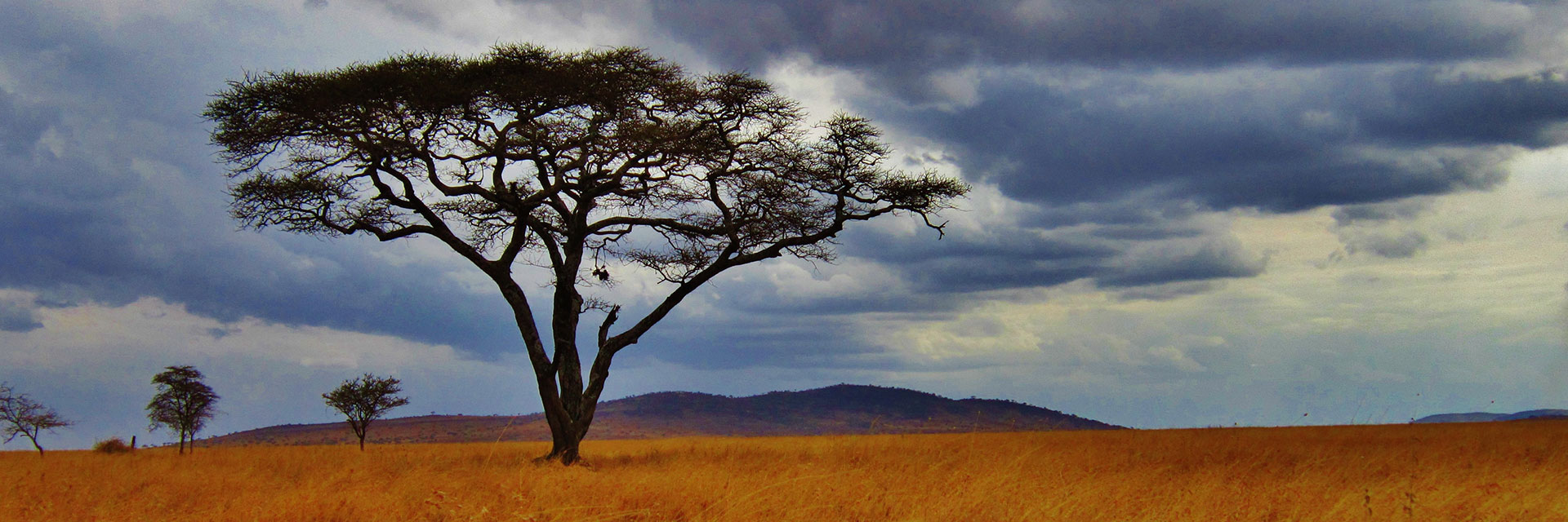 Acacia tree, Tanzania.