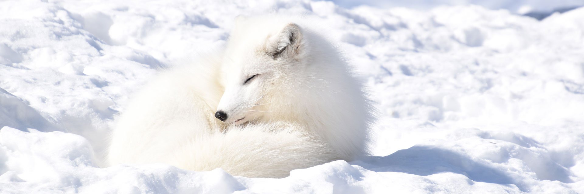 A arctic fox is sunbathing in the snow.