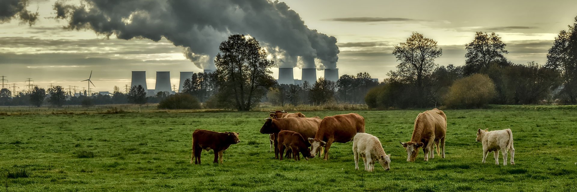 Grazing cows on a green field in front of an industrial plant.