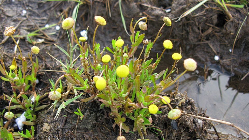 Strandkotula.