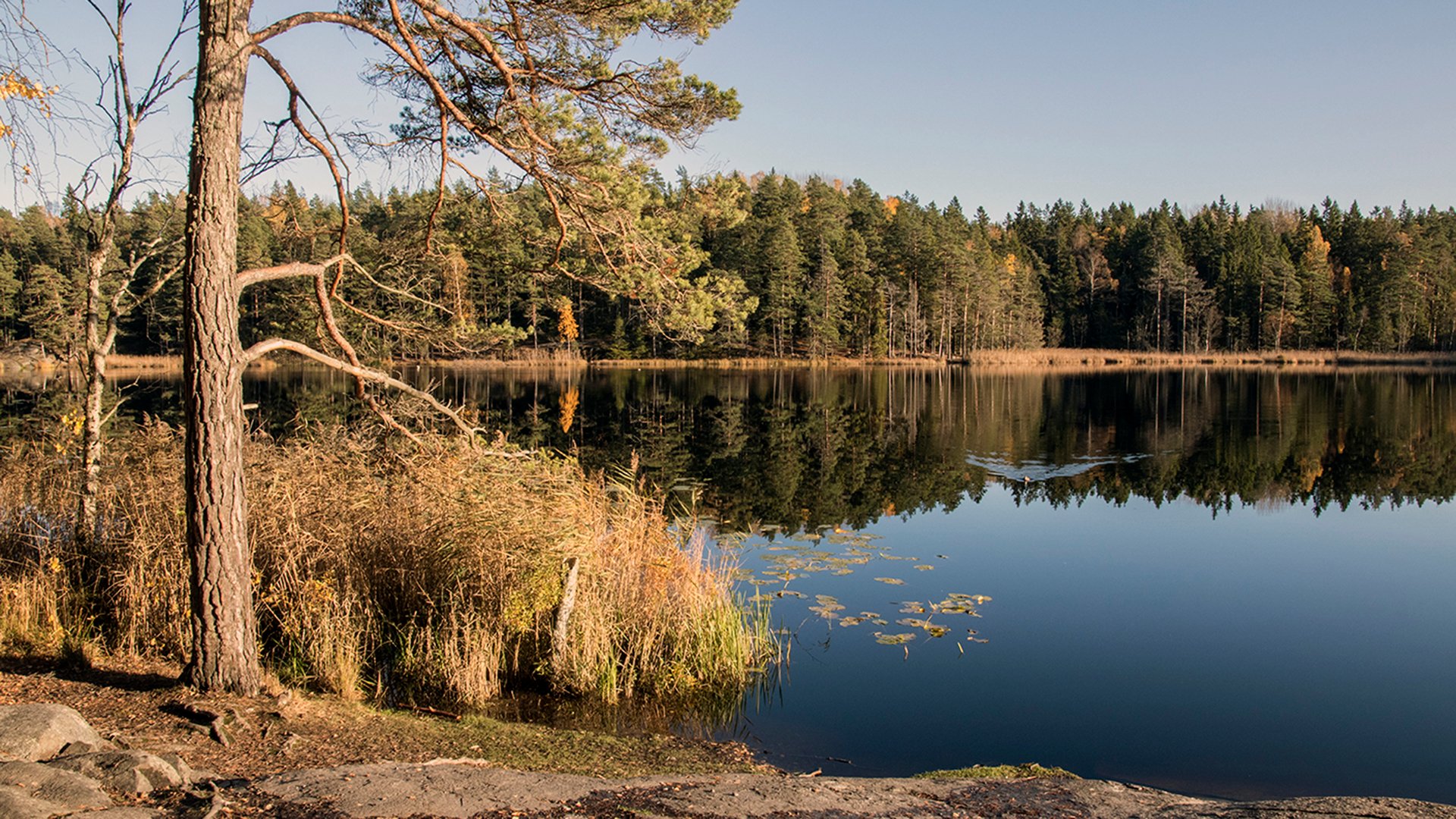 Utsikt över Bysjön, Tyresta.