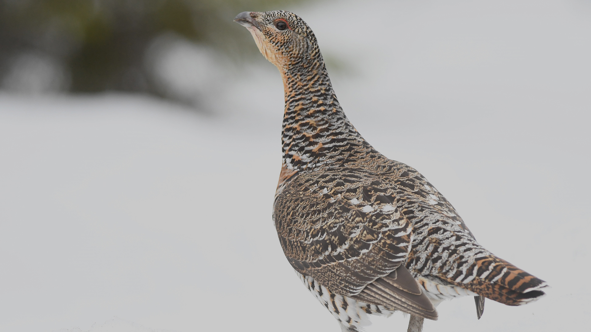 Female capercaillie standing in snow.