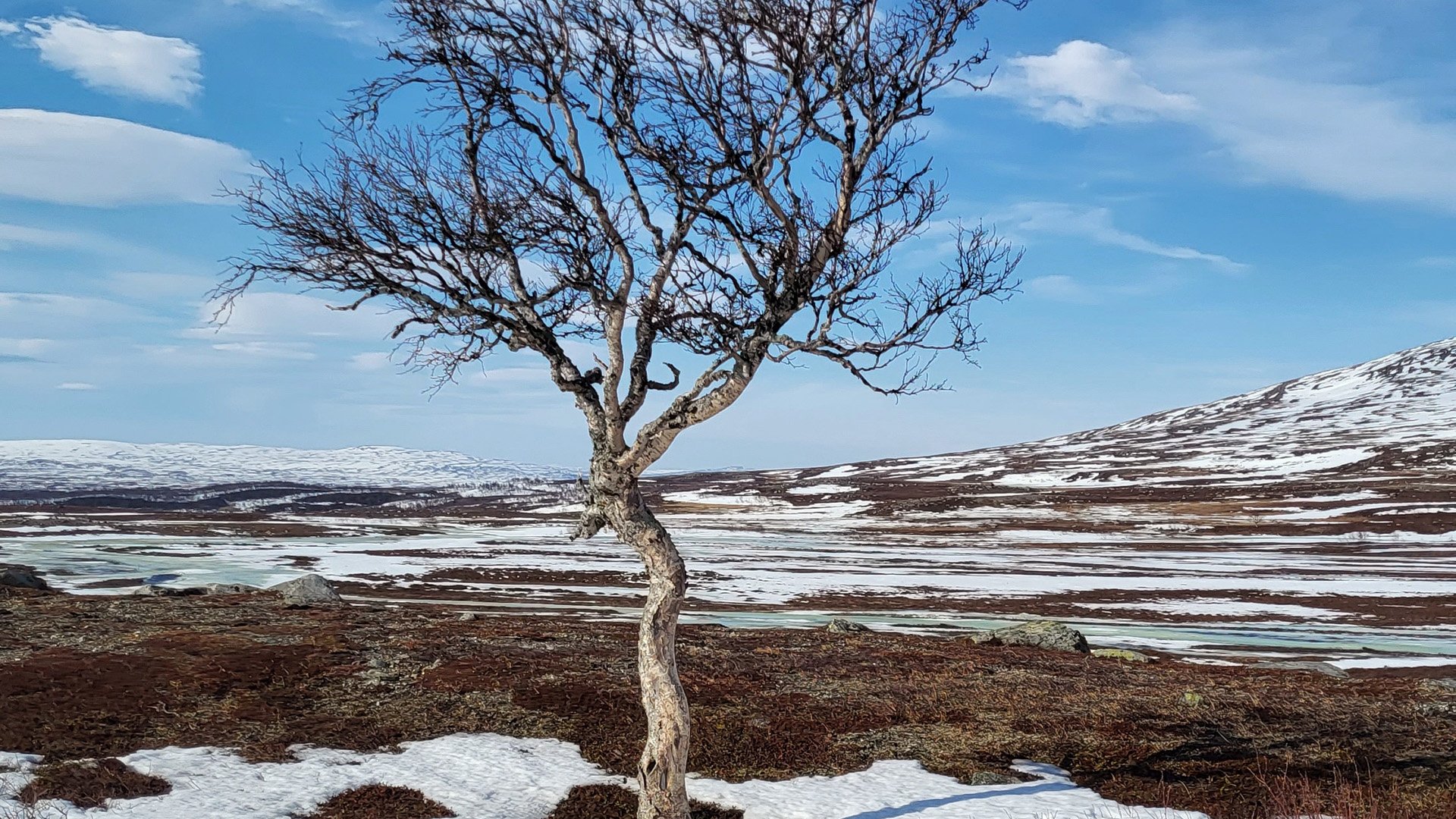 Fjällbjörk, vår och snösmältning i fjällen.