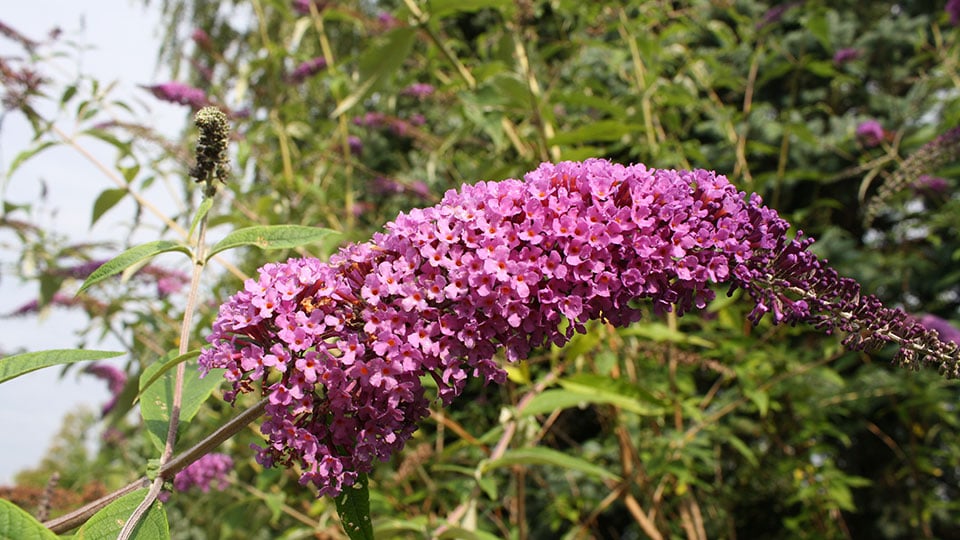 Syrenbuddleja (fjärilsbuske).