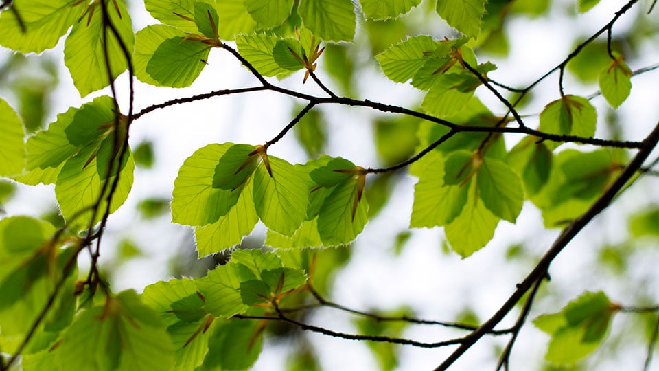 Gröna löv mot ljus himmel