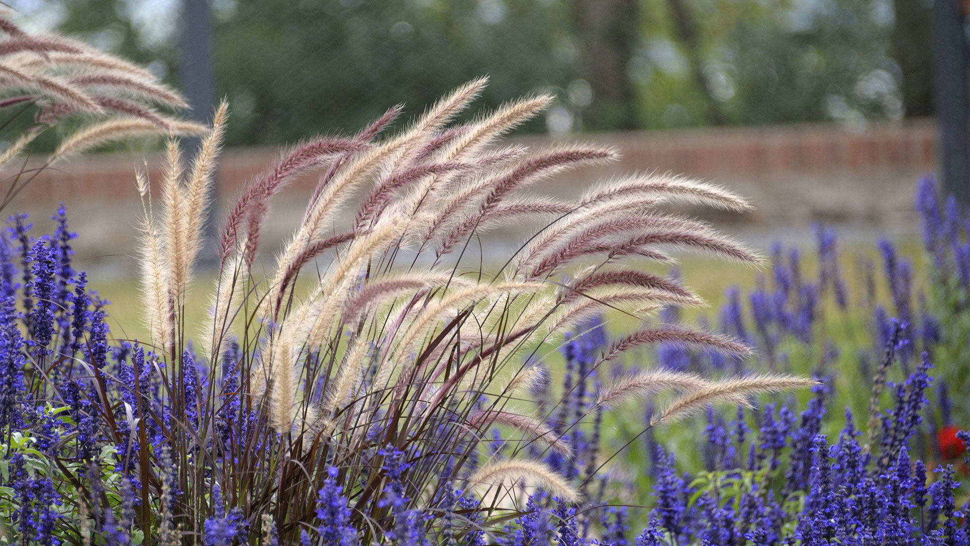 Fotograf: Imago stock&people Invasiv växt fjäderborstgräs röd lampenputzergras i en rabatt med salvia.