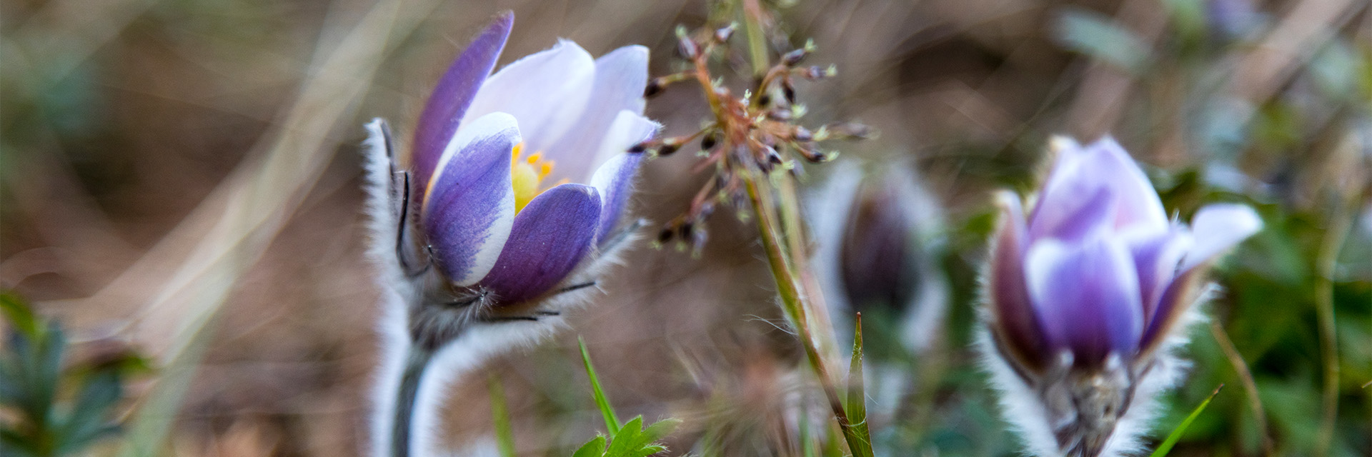 Mosippa, lila blomma med gul pistill, Horn, Östergötland