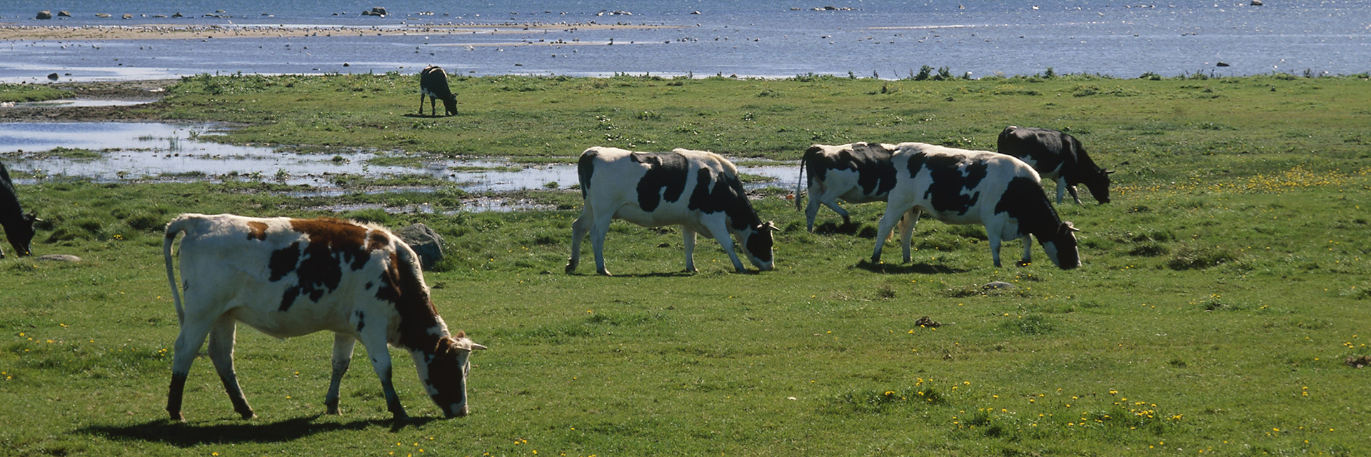 Kor som betar på en strandäng.