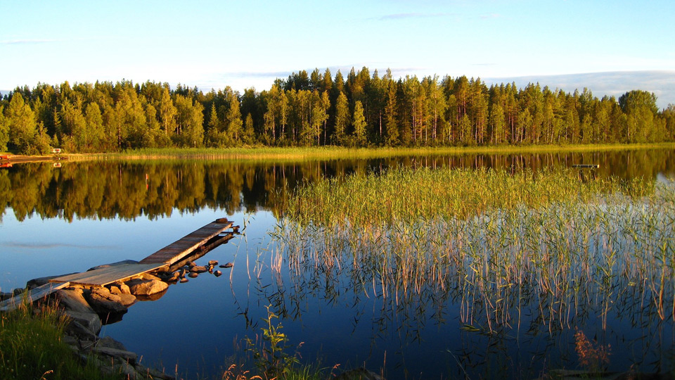 Brygga som går ut i en sjö med skog bakom