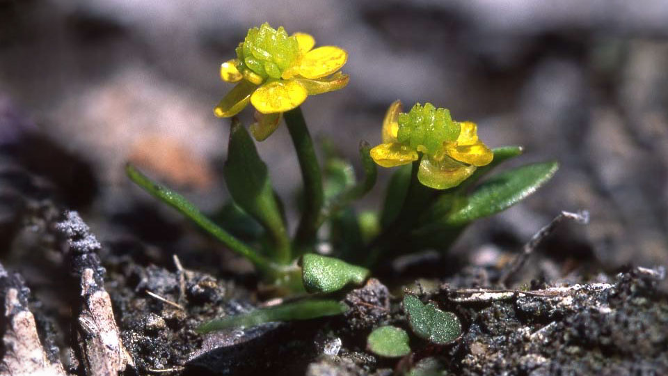 Gotlandsranunkel, gula små blommor.