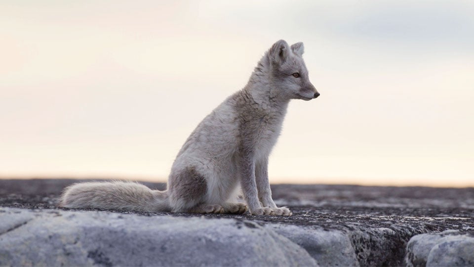 Ung fjällräv på Svalbard i slutet av augusti. Den har redan fått sin vinterpäls.