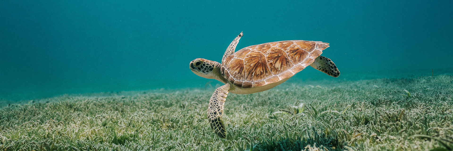 Brun sköldpadda under vatten.