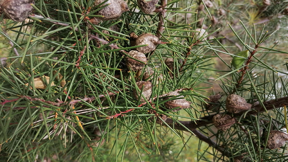 Närbild på Hakea, invasiv växt med långa barr och stenfrukter