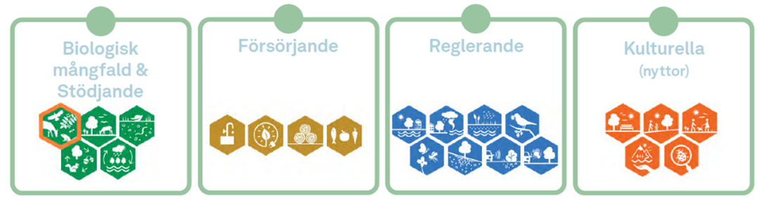 Bild över de fyra kategorierna av ekosystemtjänster med ikoner.