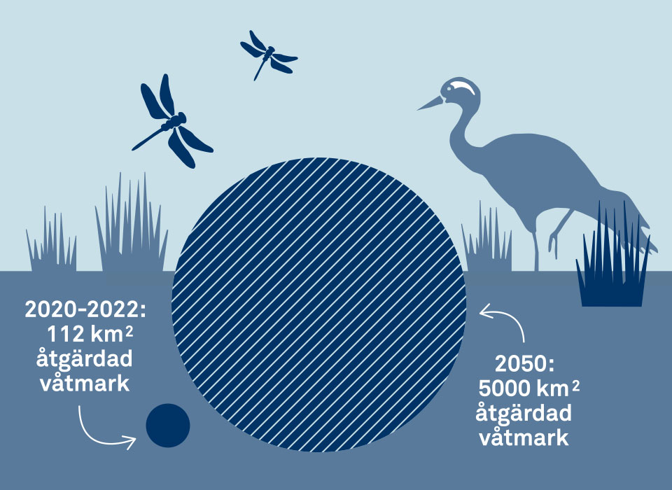 Illustration av restaurerad våtmark 2022.