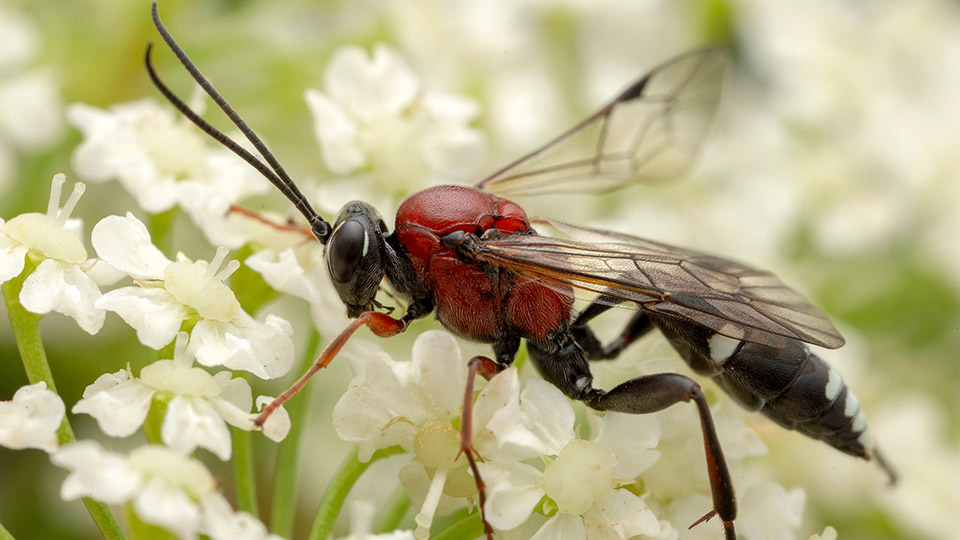 Närbild på brokparasitstekel på vit blomma