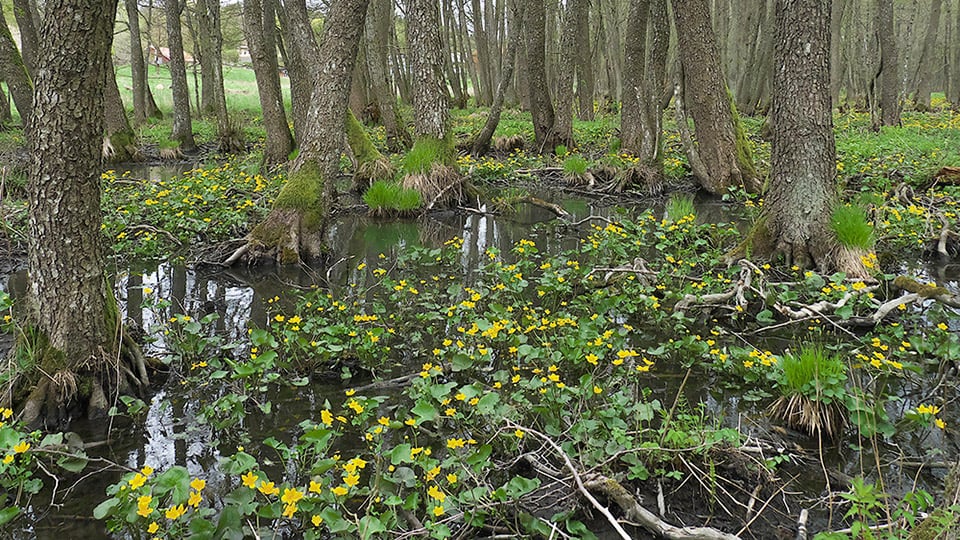 Kärr med gula blommor och trädstammar