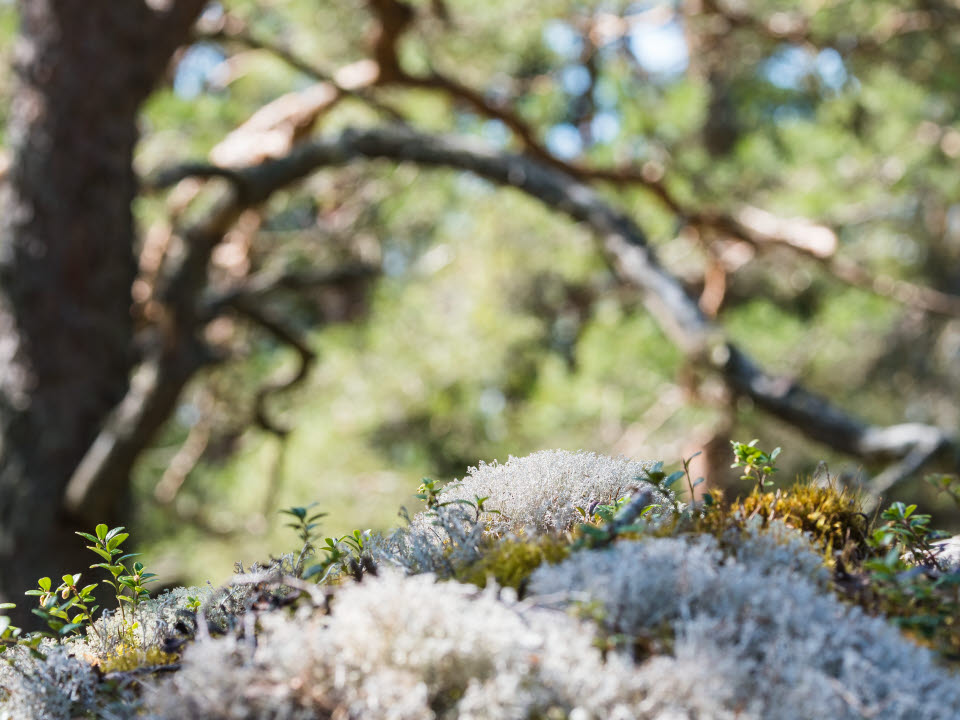 Fotograf: Mikael Svensson
Bildbyrå: Johnér Fönsterlav i skogen, Yttre Bodane Naturreservat, Västra Götaland