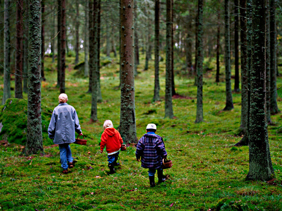 Familj i skogen