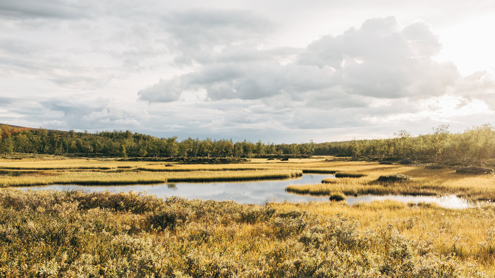 Våtmark, Sverige.
