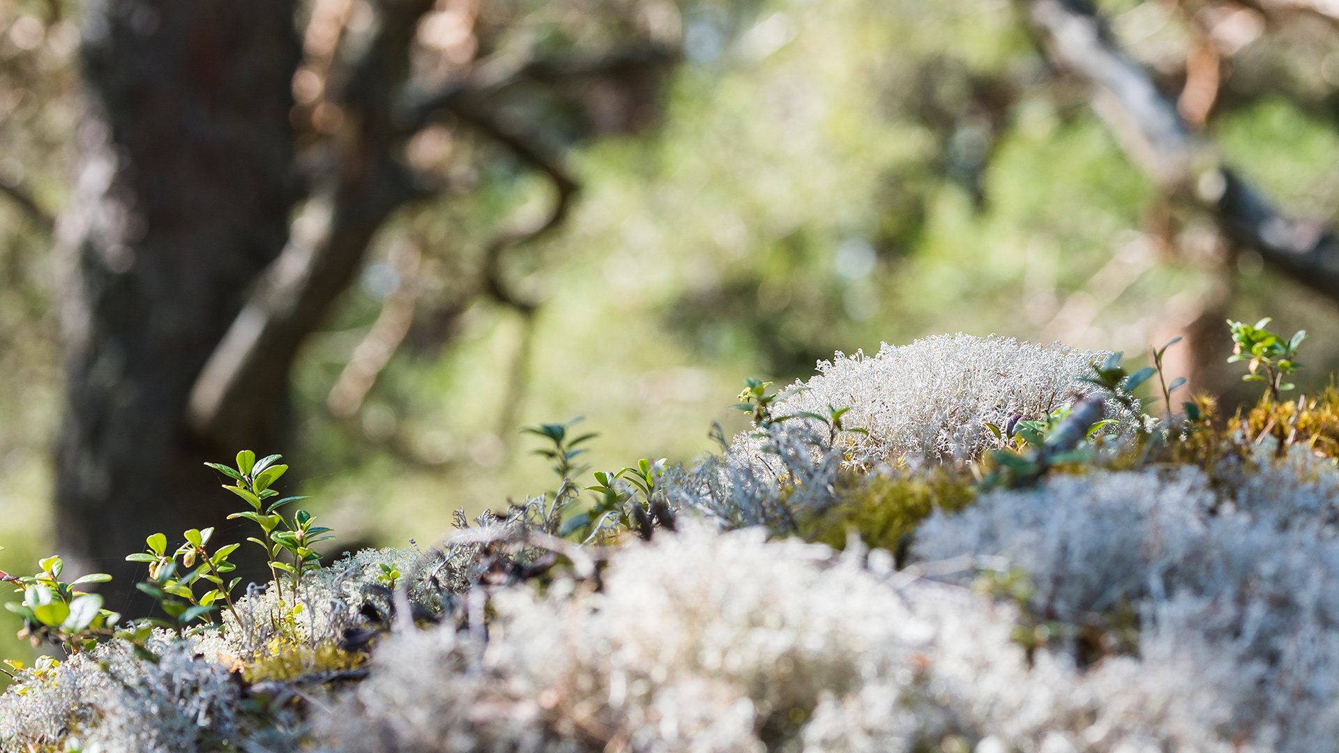 Fönsterlav i skogen, Yttre Bodane Naturreservat, Västra Götaland.