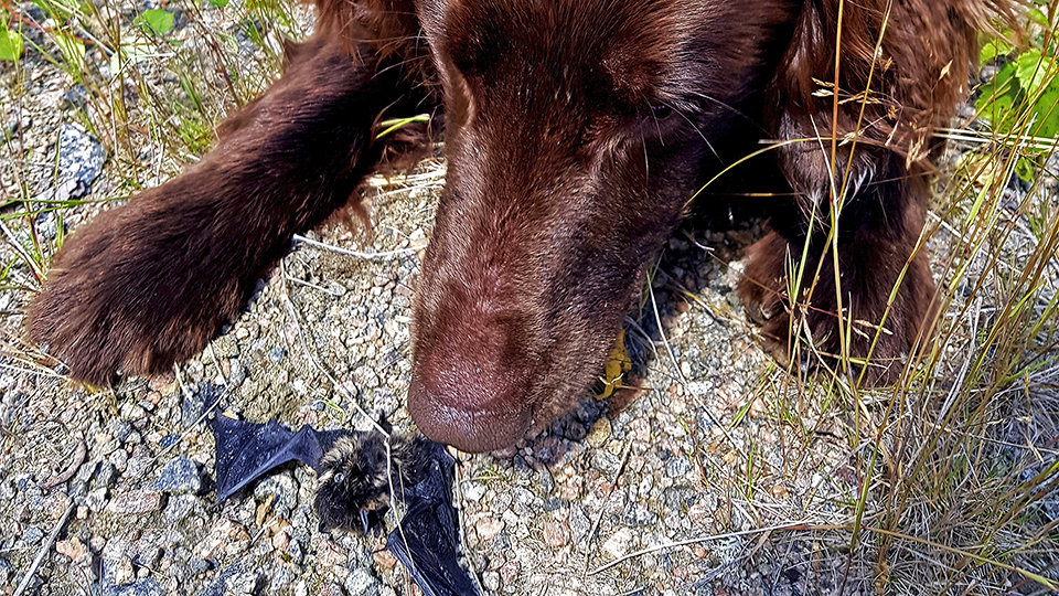 Hund sniffar på död fladdermus.