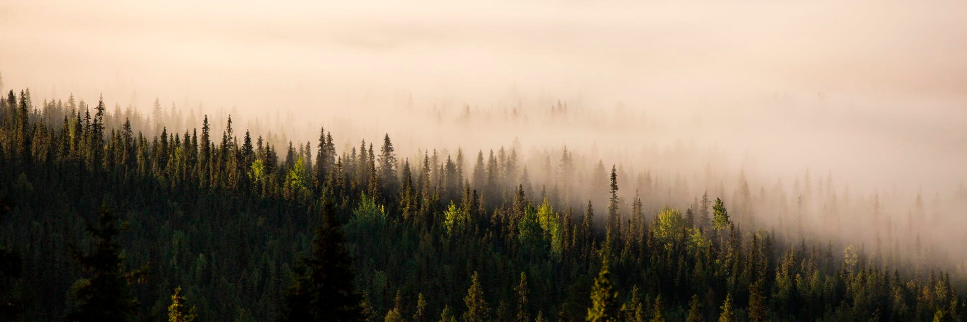 Skog i morgondimma, Vallnäs, Sorsele