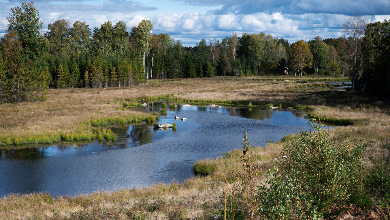 Våtmark