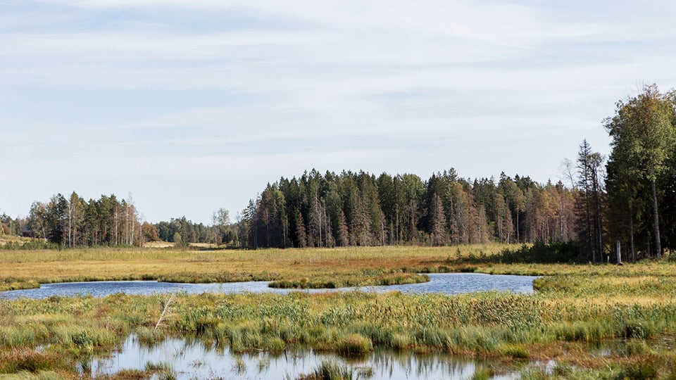 Våtmark i landskap