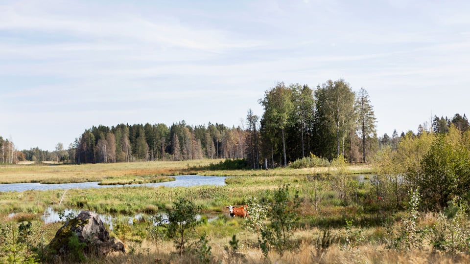 Kossa på våtmark