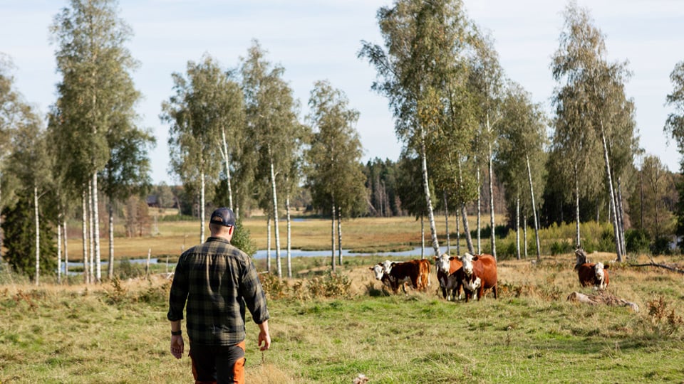 Man som går på äng med kossor i bakgrunden