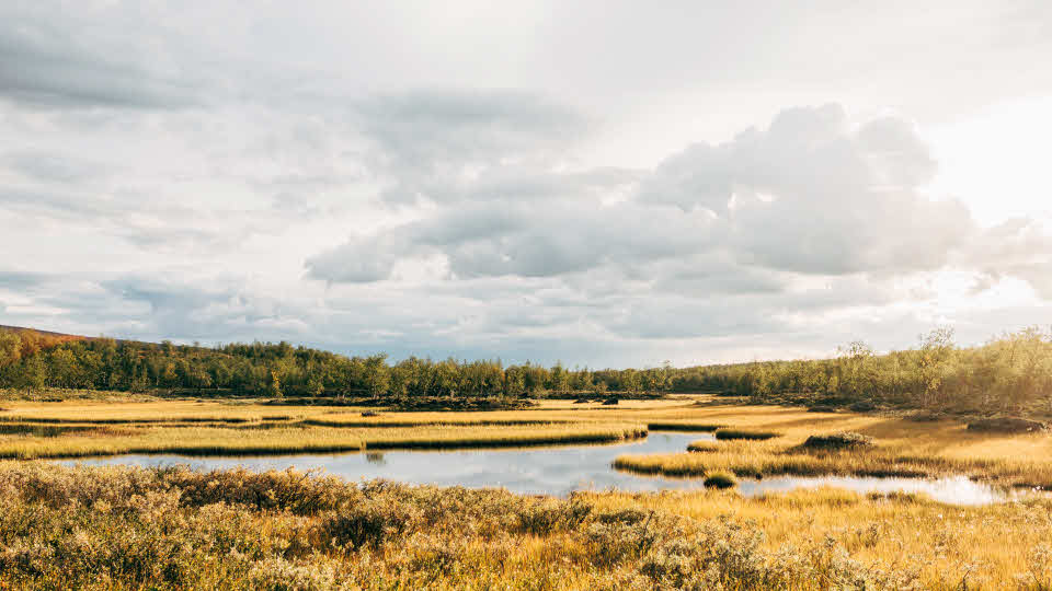 Våtmark, Sverige