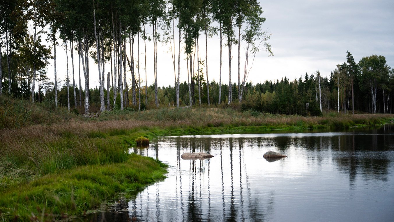 Våtmark