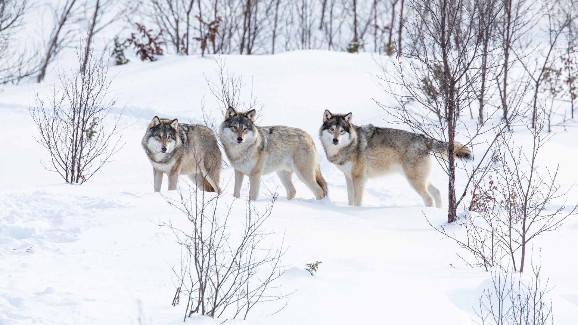 Tre vargar i snölandskap, Norge.