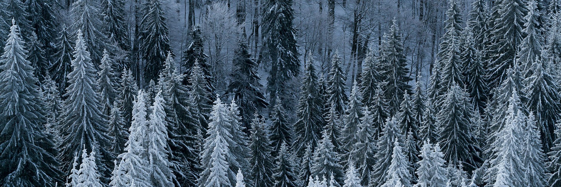 Snöiga träd i vinterlandskap.