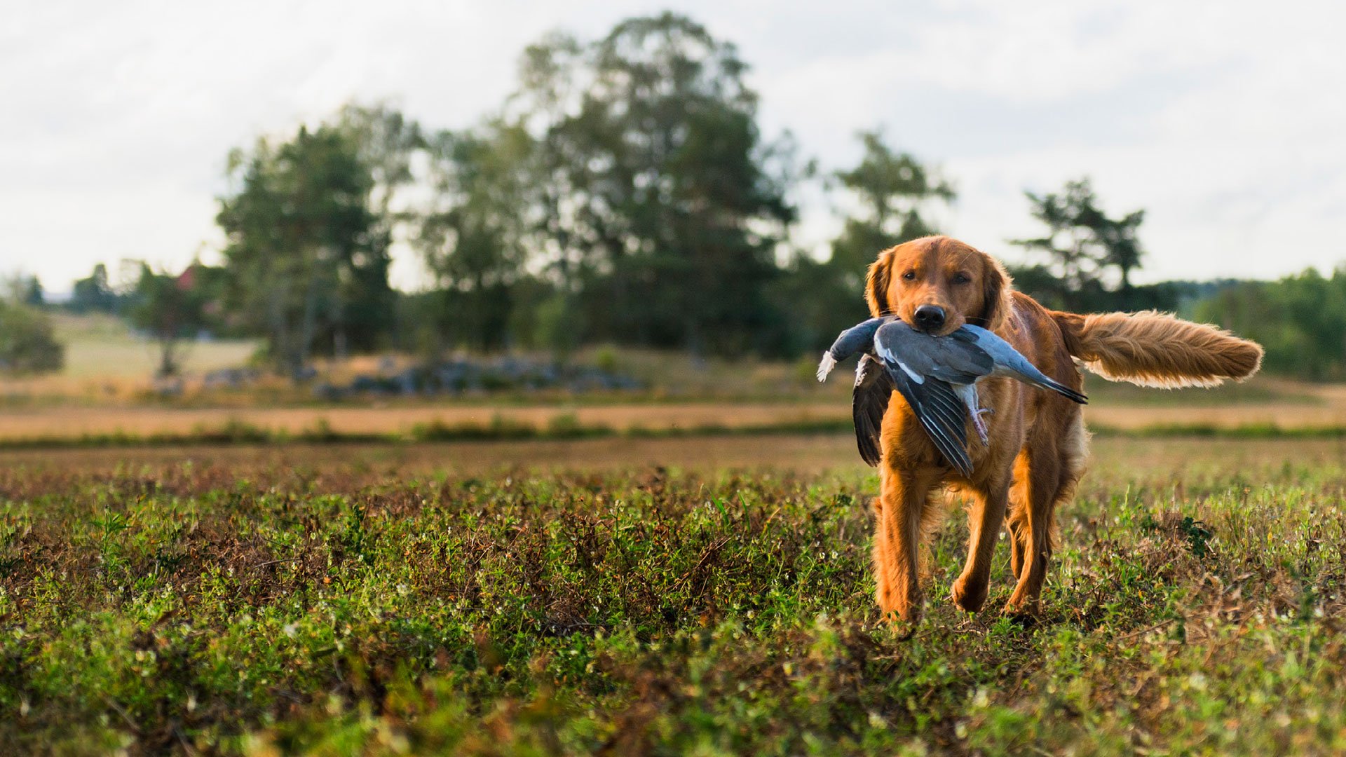 Springande fågelhund med byte. 