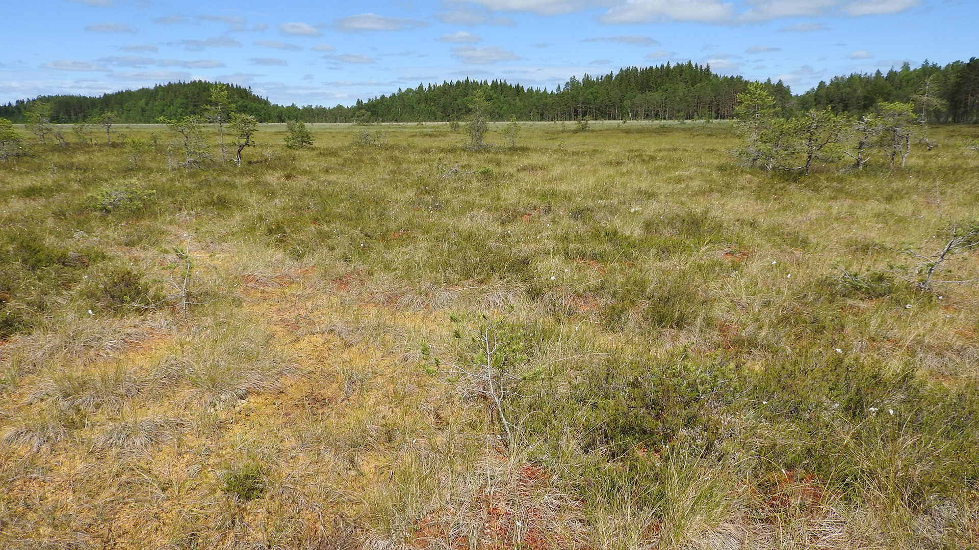 Fältfoto från Dalarnas län över ett heterogent område med ristuvemyr, fastmattemyr och mjukmattemyr.