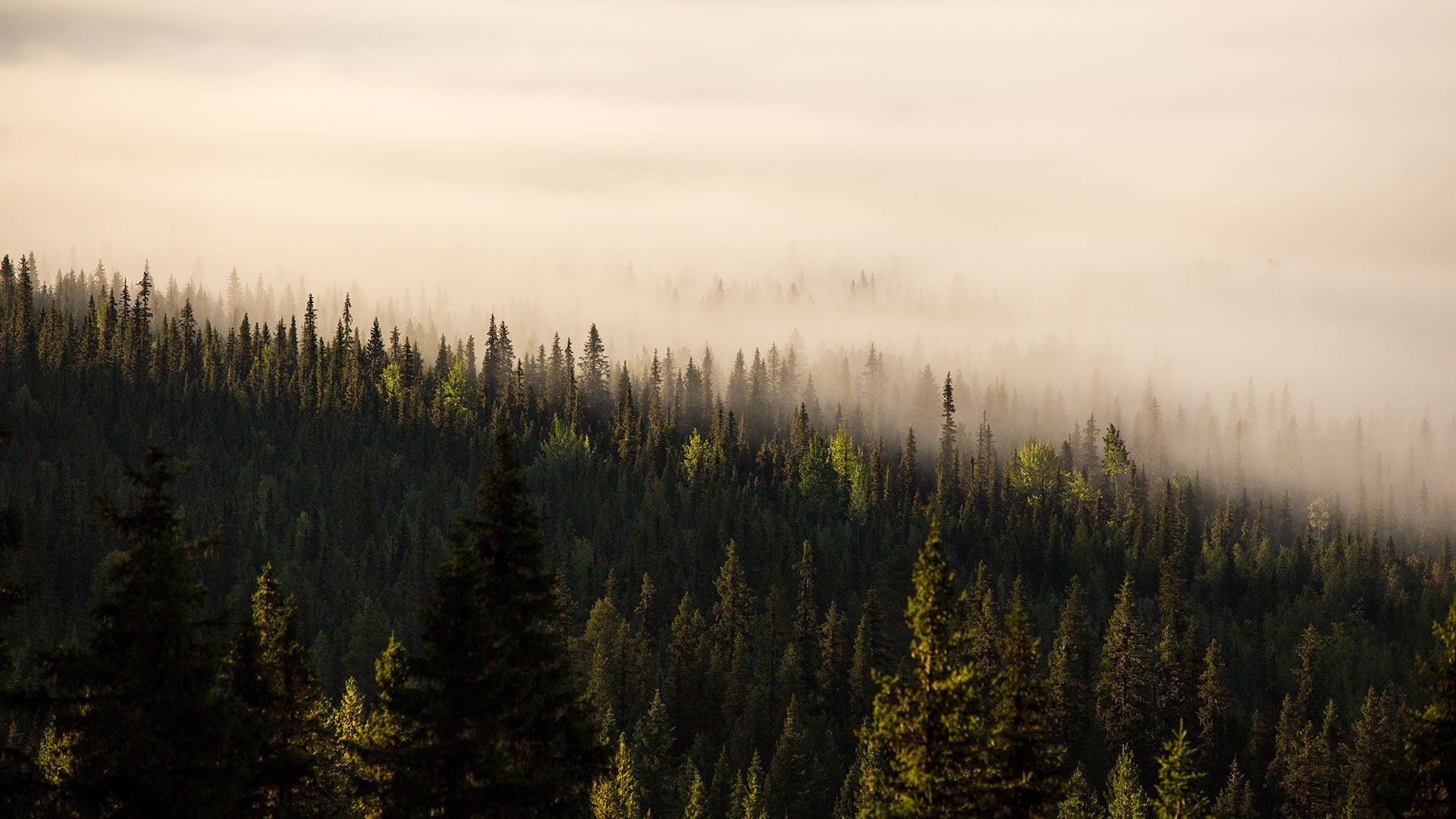 Skog i morgondimma, Vallnäs, Sorsele.