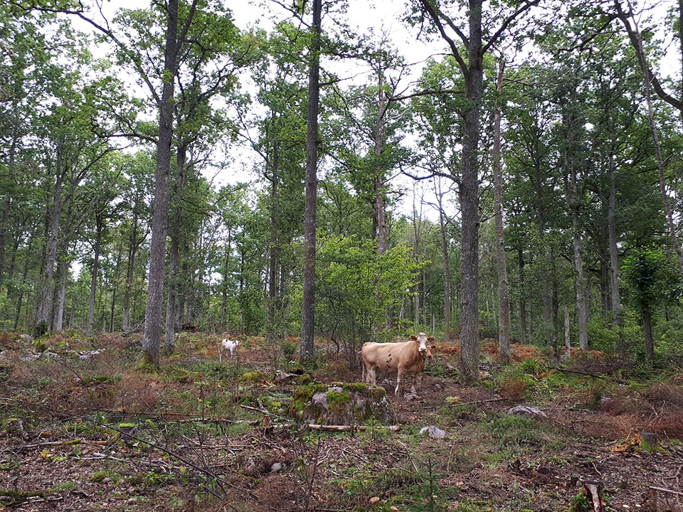 En ko som står i en skog.