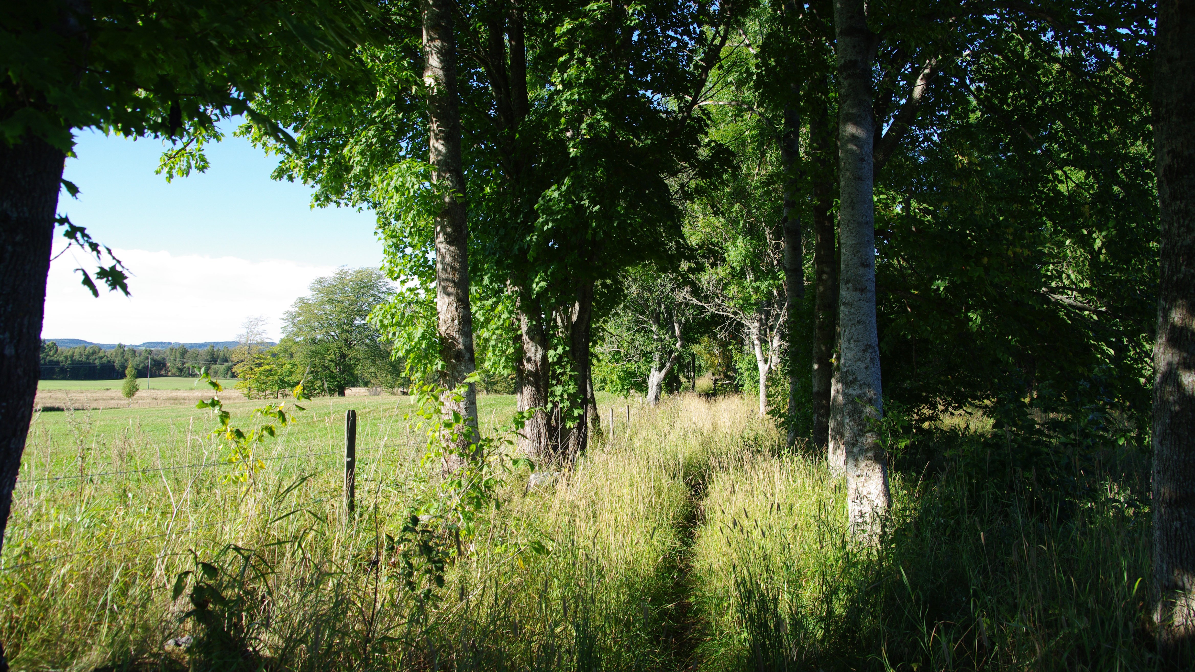 Ett skogsbryn med björkar och andra lövträd med en betesmark i bakgrunden bakom ett taggtrådsstängsel.