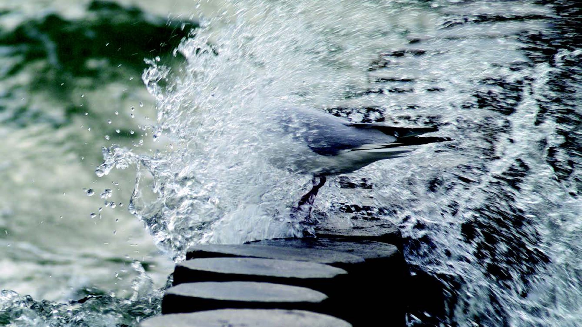 Seagull that gets wave splashes over their heads.